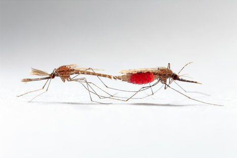 Paludisme : Une grande avancée dans la technique de l'insecte stérile | EntomoNews | Scoop.it