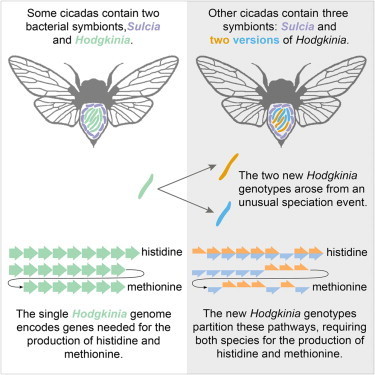 &Ccedil;a se complique ! | EntomoNews | Scoop.it