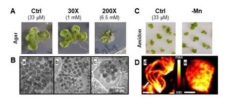 Manganese concentration affects chloroplast structure and the photosynthetic apparatus in Marchantia polymorpha. | I2BC Paris-Saclay | Scoop.it