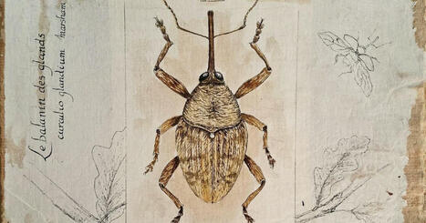 Marcigny (Saône-et-Loire). Les insectes s’invitent à la Fête de la science au Musée de la Tour du moulin | Variétés entomologiques | Scoop.it