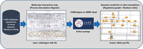Inférence automatisée de modèles Booléens à partir de cartes d'interaction moléculaire en utilisant CaSQ | Life Sciences Université Paris-Saclay | Scoop.it
