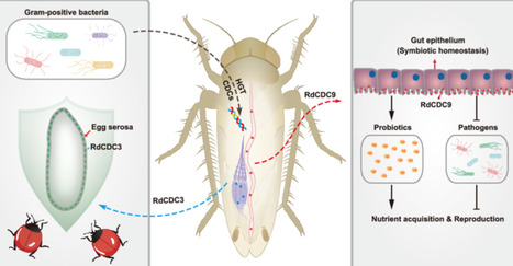 Domesticated bacterial origin genes regulate homeostasis of the insect gut microbiome and empower adaptation | iMeta | RMH | Scoop.it