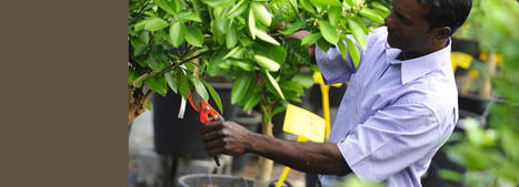 Le portail d'information sur l'agriculture et la biodiversit&eacute; dans l'oc&eacute;an Indien | Culture scientifique et technique | Scoop.it
