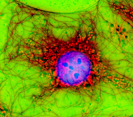 The Cell: An Image Library - Image CIL:42508 | Immunology for University Students | Scoop.it