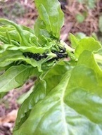 Les fourmis élèvent les pucerons, ce qui n'est pas bon pour les plantes | Les Colocs du jardin | Scoop.it