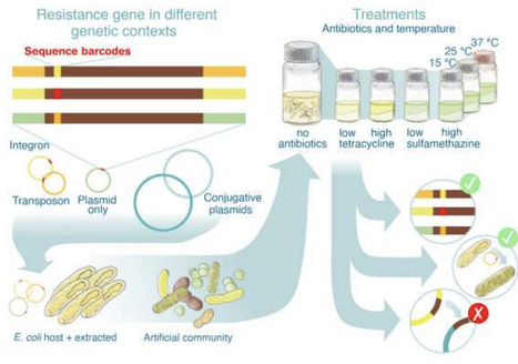 Tracking horizontal gene transfer of antimicrob...