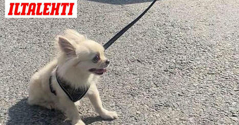 Pieni koira oli kuolla kuumaan autoon – Poliisi rikkoi lasin | 1Uutiset - Lukemisen tähden | Scoop.it