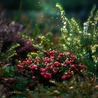 Les Colocs du jardin