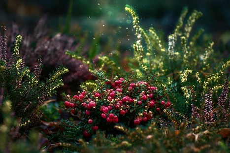 Le sommet de la biodiversité aux jardins - réédition spéciale Fête de la nature | Les Colocs du jardin | Scoop.it