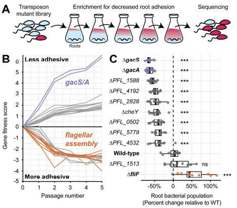 The gac system integrates physical and chemical cues to promote plant root attachment | brvp | RMH | Scoop.it