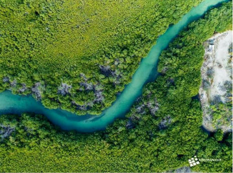 Création d’une pépinière et Réhabilitation des fonctions épuratoires de la mangrove de l’Etang aux poissons, à Saint Martin (Antilles françaises).  Pôle-relais Zones Humides Tropicales | Biodiversité | Scoop.it