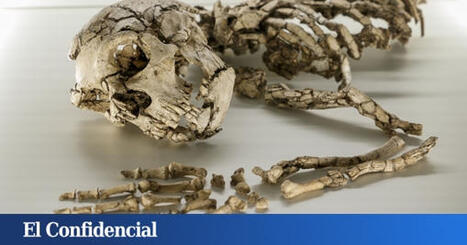 Estudian el ADN humano y encuentran en nuestra sangre un problema que aceleró la extinción de los neandertales | Mi Cajón de Ideas | Scoop.it