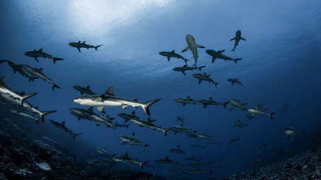 Shark Populations Are Declining Even In Remote “Pristine” Archipelago, New Study Says | Galapagos | Scoop.it