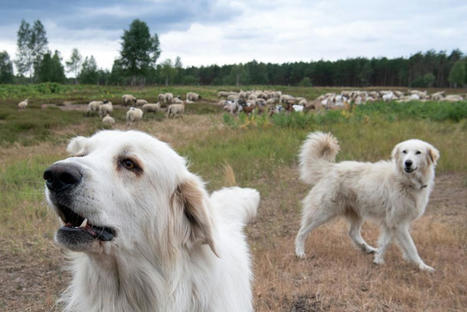 Randonnées dans les Pyrénées : la bonne attitude à adopter lorsque l'on croise un Patou et son troupeau | Vallées d'Aure & Louron - Pyrénées | Scoop.it