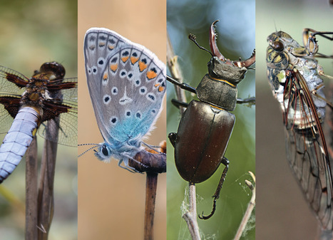 Les insectes, minusculement fascinants | Vari&eacute;t&eacute;s entomologiques | Scoop.it