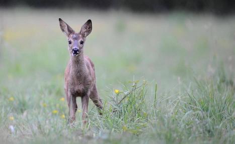 Les chevreuils n'arrivent pas à s'adapter au réchauffement climatique | Biodiversité | Scoop.it