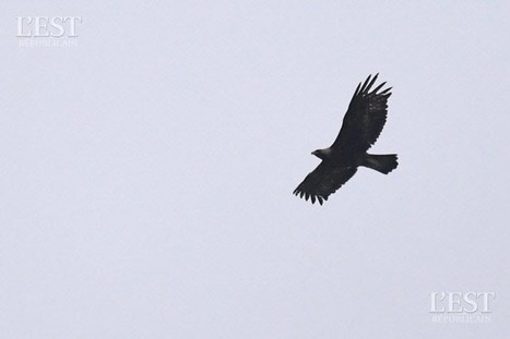 Frontaliers | Suisse : l'aigle royal de retour dans le canton de Neuchâtel | Les oiseaux au gré du vent | Scoop.it