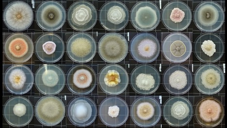 Les résidus de cultures, une matrice où microorganismes - champignons et bactéries, pathogènes mais aussi bénéfiques - foisonnent. Combien d’entre eux peuvent-il être « cultivés » ? | Life Sciences Université Paris-Saclay | Scoop.it