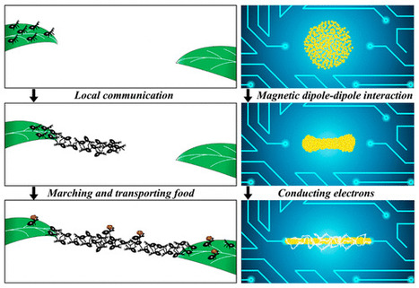 Biomimétisme : des ponts de fourmis pour réparer des circuits électriques | EntomoNews | Scoop.it