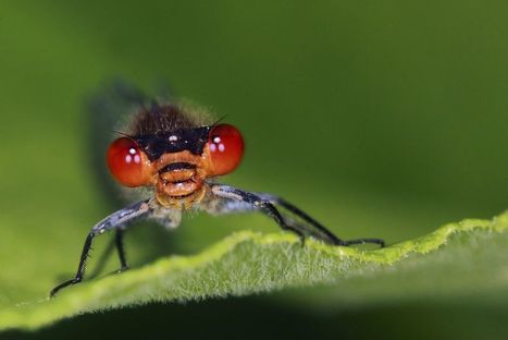 Occitanie : la faune est en danger, les oiseaux et les insectes disparaissent | Biodiversité | Scoop.it