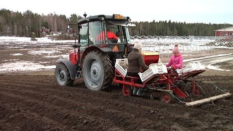 Ensimmäiset varhaisperunat istutettiin ennätyksellisen aikaisin Rymättylässä – "Laitetaan Suomen kevät käyntiin" | Yle Uutiset | yle.fi | 1Uutiset - Lukemisen tähden | Scoop.it