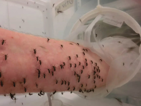 Combating mosquito-borne diseases with bacteria - Dengue fails to generate resistance against Wolbachia bacteria | Virus World | Scoop.it