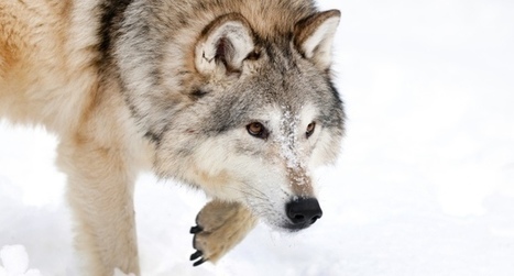 Loup l’Etat privilégie les abattages inutiles plutôt que la protection des troupeaux - Actualités - LPO | Loup | Scoop.it