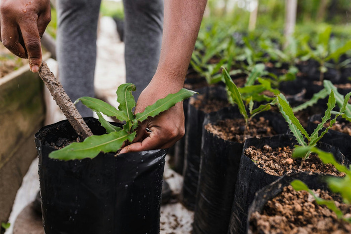 China Pledges to Plant Forests of Trees Equal to the Size of Belgium – For Each of the Next 5 Years Straight | Political Report | Scoop.it
