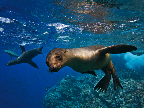 Galapagos, Ecuador, Best Family Trips - National Geographic | Galapagos | Scoop.it