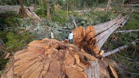 Old-growth logging threatens culture, says Nuu-chah-nulth tribal council | CBC News | Indigenous Stories and Education | Scoop.it