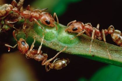 Les fourmis sont contaminées par les phtalates | Toxique, soyons vigilant ! | Scoop.it