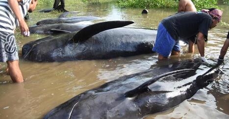 32 baleines-pilotes s’échouent sur une plage d’Indonésie | Zones humides - Ramsar - Océans | Scoop.it