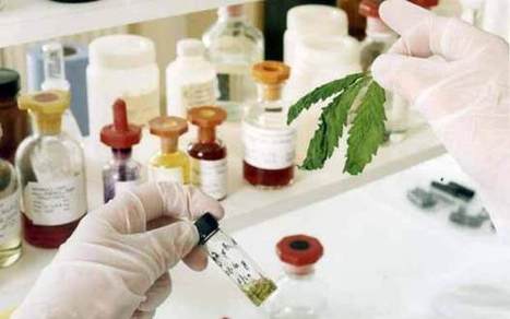 Cannabis-based multiple sclerosis drug approved in Wales but could be blocked in England | Scl&eacute;rose en Plaques | Scoop.it