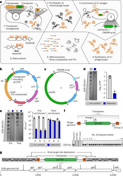 Defining the essential genome of diverse phages with phage Tn-seq | Nmb | RMH | Scoop.it