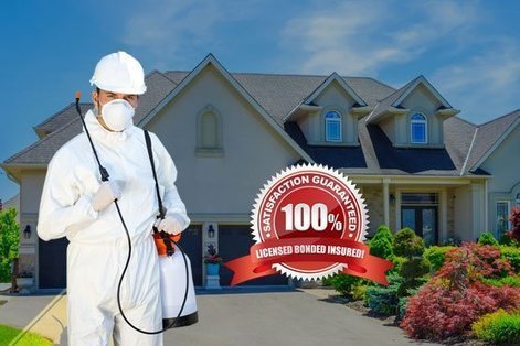 Ant Removal Kitchener In Pest Control Kitchener Scoop It