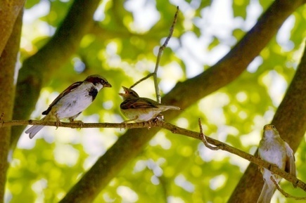 Ile-de-France : la nature bouleversée par l'Homme | GREENEYES | Scoop.it
