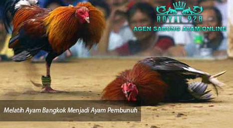 Cara Agar Bisa Sukses Ternak Ayam Bangkok Aduan