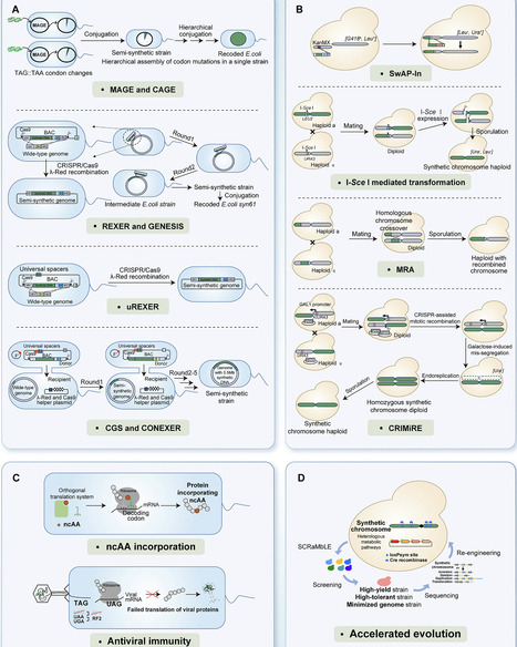 Advances in large DNA fragment assembly for microbial cell factory engineering | RMH | Scoop.it
