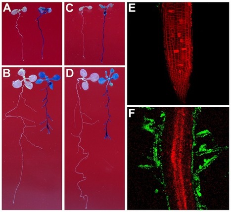 Rhizobium sp. IRBG74 Alters Arabidopsis Root Development by Affecting Auxin Signaling | RMH | Scoop.it