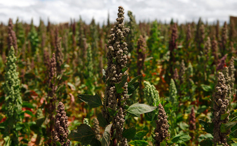 Le génome du quinoa livre ses secrets | AMÉRIQUES | Scoop.it