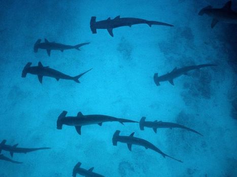 Une pouponnière de requins marteaux découverte aux Galapagos | Zones humides - Ramsar - Océans | Scoop.it