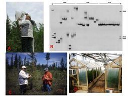 IUFRO Anniversary Congress Spotlight #55: Genetics research crucial to future forest health, adaptation, conservation and sustainable management | Biodiversité | Scoop.it