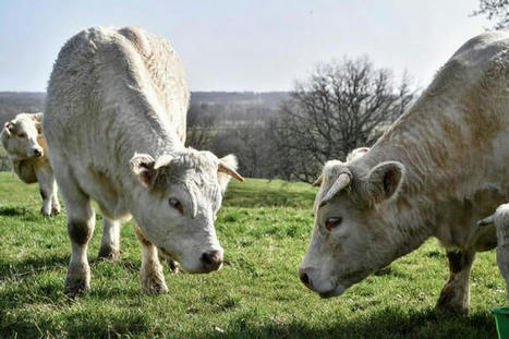 Pourquoi les éleveurs bovins sont-ils toujours dans le rouge deux ans après la loi Egalim ? | Actualité Bétail | Scoop.it