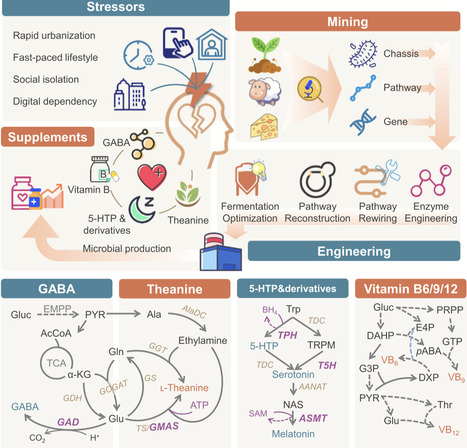 Recent advances in microbial production of stress-relieving nutraceuticals | cin | RMH | Scoop.it