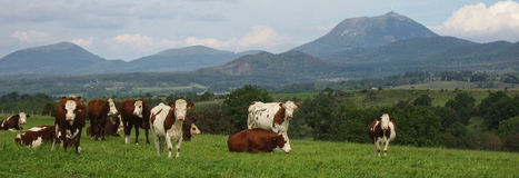 INRA Productions Animales | Life Sciences Universit&eacute; Paris-Saclay | Scoop.it