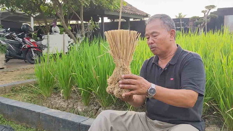 INDONESIA: Gagasan Alik, Warga di Banjar yang Berjuang Selamatkan Bumi dengan Pertanian Organik | SRI Global News: June - October 2023 **sririce.org -- System of Rice Intensification | Scoop.it