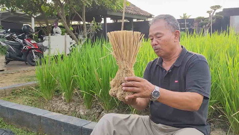 INDONESIA: Gagasan Alik, Warga di Banjar yang Berjuang Selamatkan Bumi dengan Pertanian Organik | SRI Global News ++ March - May 2025    System of Rice Intensification (SRI) | Scoop.it