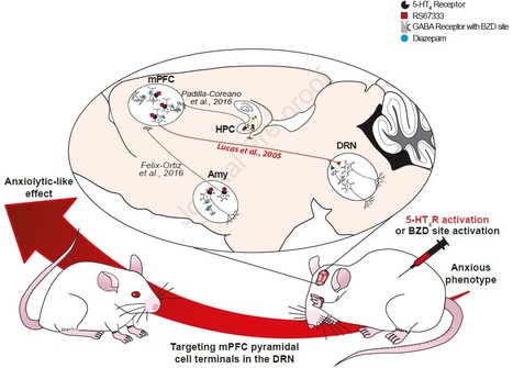 Activation du r&eacute;cepteur 5-HT4 : une approche th&eacute;rapeutique pour le traitement des troubles anxieux | Life Sciences Universit&eacute; Paris-Saclay | Scoop.it