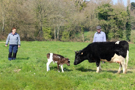 La vache Pie Noir, hier en voie de disparition, est aujourd'hui relancée | Lait de Normandie... et d'ailleurs | Scoop.it