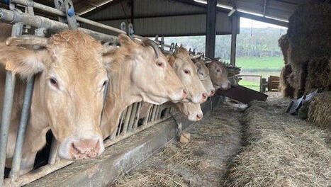 Pays Basque: vaccination dans les fermes contre la dermatose nodulaire contagieuse - ICI | BABinfo Pays Basque | Scoop.it